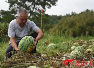 文登福建吃瓜,一场别开生面的吃瓜盛宴