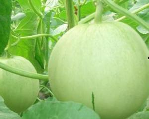 孕妇可以吃胶瓜可以吃吗,胶瓜是否适宜食用？