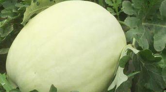 威县白瓜怎么吃,解锁美味新体验