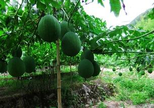 晚上可以吃吊瓜,品味吊瓜的清新甘甜