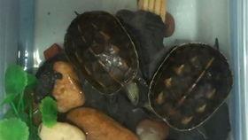 吃瓜小乌龟视频,揭秘网络红人的趣味日常