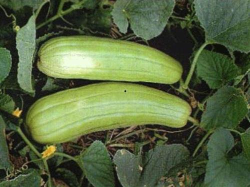 秋天吃的什么瓜,秋季瓜果盛宴