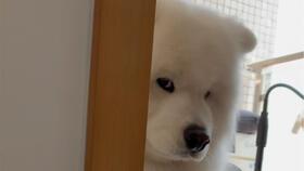 柯基吃瓜干,柯基萌宠大秀吃瓜干风采