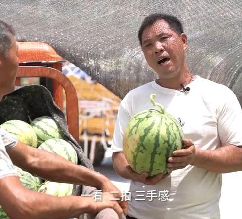 吃瓜真实的视频,一场视觉盛宴的幕后故事