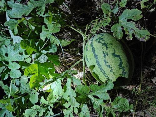 让偷瓜贼吃瓜,瓜园奇遇记