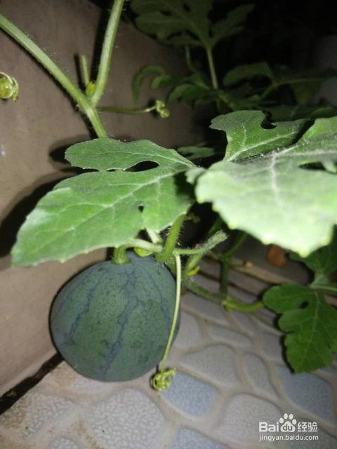 吃籽的红瓜,探寻吃籽红瓜的独特魅力