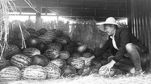 曲阳吃瓜群众,揭秘当地热点事件背后的故事