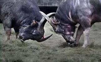 皇家斗牛瓜怎么吃,独特风味，多样食法，尽享美味之旅