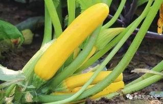 田地里吃瓜,田地里的夏日美味之旅