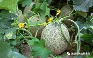 小小米吃哈密瓜,小小米的哈密瓜美食之旅