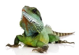 吃沙漠蜥蜴瓜翻车,一场意外的味蕾冒险