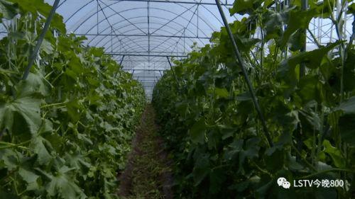 西昌街头吃瓜,市民共享夏日清凉时光