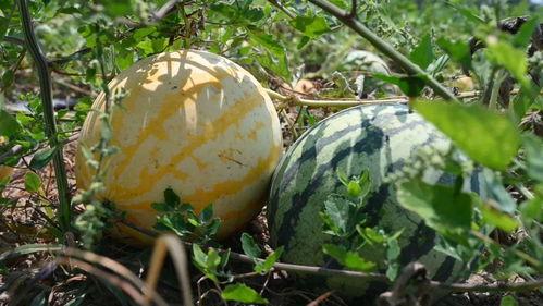 去祥云路吃瓜,一场别开生面的吃瓜之旅