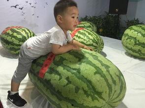 临沧吃瓜事件,一场网络舆论的风暴与反思