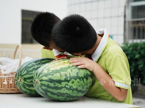 给老师吃的瓜,一场味蕾与知识的邂逅