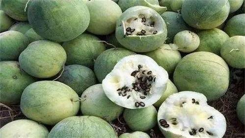 敢吃的瓜,敢吃的瓜，揭秘未知美味之旅