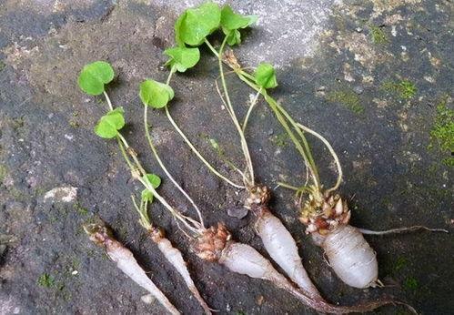 琪琪吃大草瓜,大草瓜美食之旅