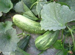 吃绿蓉瓜的好处,营养满分，健康生活新选择”