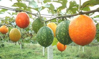 吊瓜和角瓜可以一起吃吗,健康搭配，美味共享