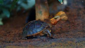 底层龟吃瓜视频,揭秘网络世界的趣味瞬间