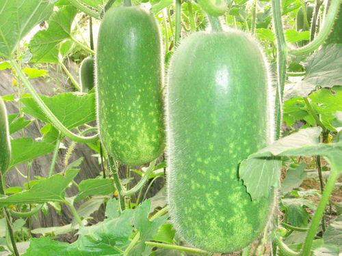 大林被强行吃瓜,网友热议