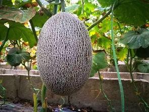 吃瓜的后果图片,揭秘网络热议背后的真相与反思