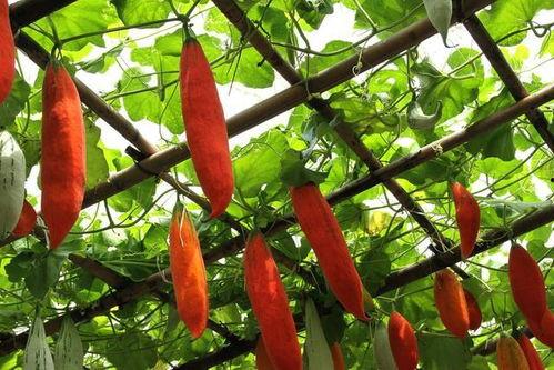 在城里吃老瓜,探寻老瓜美食之旅