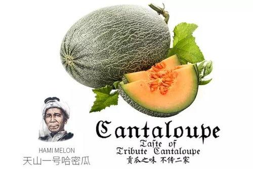 巨人吃蜜瓜,揭秘巨人为何独爱蜜瓜的秘密