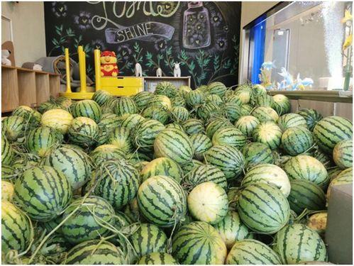 吃瓜观瓜,揭秘吃瓜群众的观瓜智慧