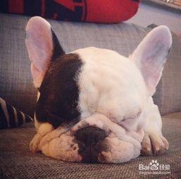 巴西斗牛瓜怎么吃,巴西斗牛瓜的多样食法探索