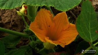 吃荀瓜花好吗,荀瓜花食用价值与口感体验解析