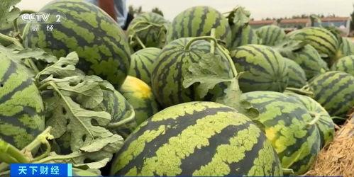 深圳黄师傅吃瓜,深圳黄师傅的瓜田奇遇记