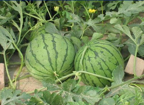 安徽传媒吃瓜事件,揭秘网络舆论的风暴与反思