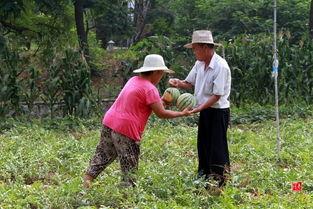 农村小孩摘瓜吃,农村小孩摘瓜吃，体验田园生活的纯真滋味