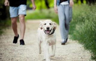 吃瓜看戏遛狗视频,吃瓜看戏遛狗，尽享悠闲时光