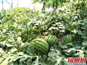 扬州副局吃瓜,揭秘官场风波背后的真相